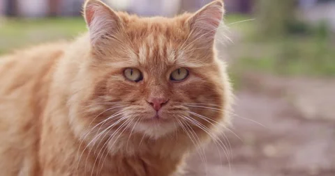 Cat looking attentively Stock Footage 287880446