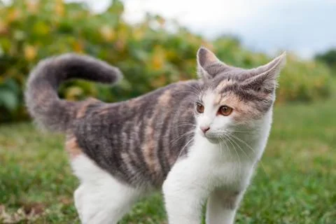 Cat looking away attentively Stock Photos