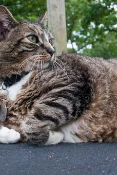 Cat looking away 스톡 사진