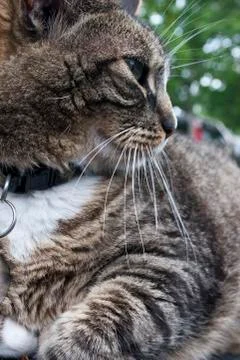 Cat looking away 스톡 사진