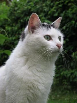 Cat looking away. Stock Photos