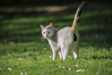 Cat looking back in the grass Stock Photos