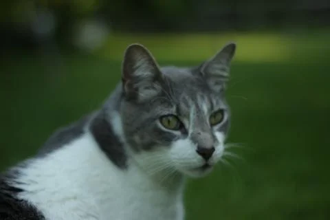 Cat looking back Stock Photos