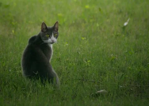 Cat looking back Stock Photos