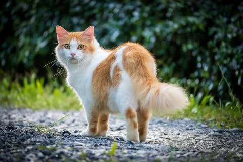 Cat looking back surprised Stock Photos