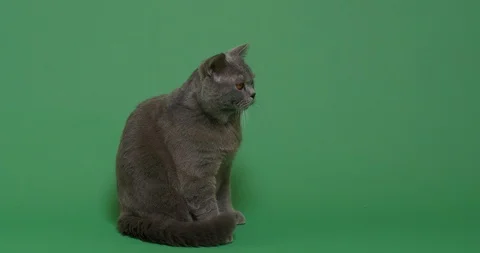 Cat looking at the ball Stock Footage 102979458