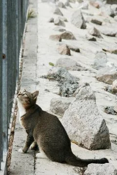 A cat is looking up behind metal bars Stock Photos