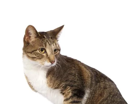 Cat looking behind Stock Photos