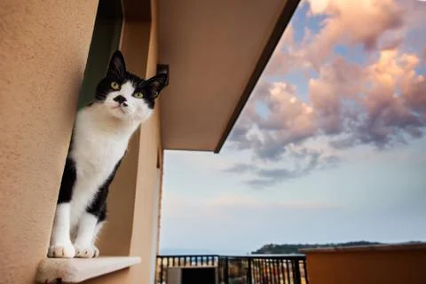 Cat looking behind a window at the sunset Stock Photos