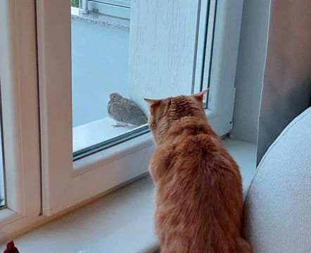 Cat looking at a bird behind the window Stock Photos