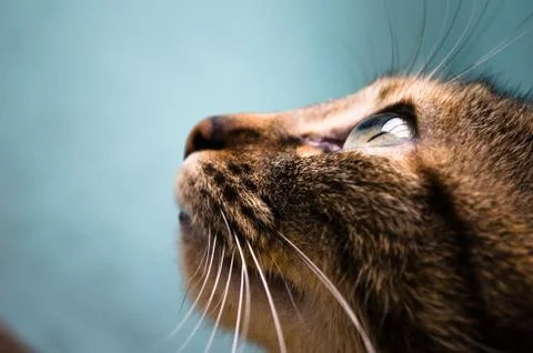 Cat looking up in blue background 스톡 사진