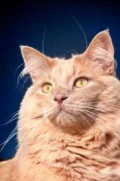 Cat looking, in a blue background Stock Photos