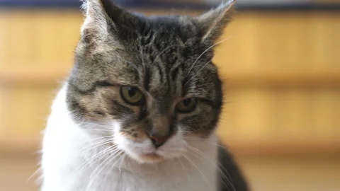 Cat looking at camera in 4k slow motion 60fps Stock Footage 99808582