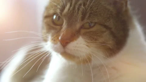 Cat looking at camera in 4k slow motion 60fps Stock Footage 119841251