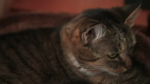 Cat looking at the camera and licking himse. 스톡 동영상 91430332