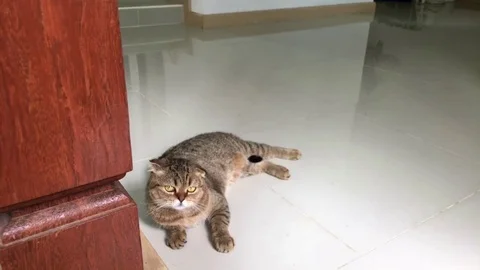 Cat looking at Camera and moving her ears Vídeo Stock 81585617
