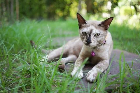 Cat looking to camera and sit in the garden 스톡 사진
