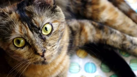 Cat looking at camera and yawning Stock Footage 157820984