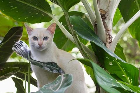 Cat looking at camera behind a plant 스톡 사진