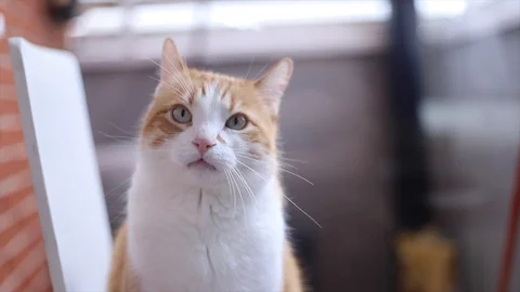 Cat looking at the camera behind a window Stock Footage 128896426