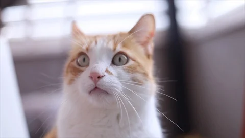 Cat looking at the camera behind a window Stock Footage 128896478