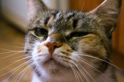 Cat looking at camera. Cat eyes wide open, it is blinking Stock Photos