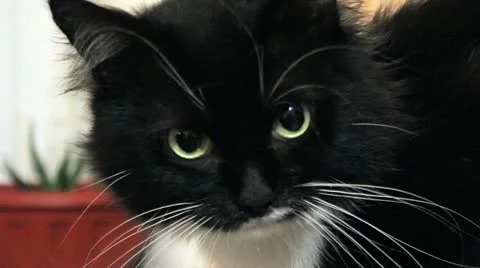 Cat looking at the camera Stock Footage 14808761