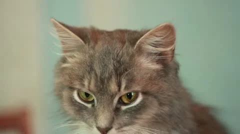 Cat looking at the camera Stock Footage 21065257