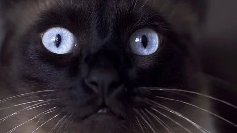 CAT IS LOOKING IN CAMERA Stock Footage 75166293