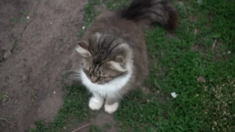 Cat looking in camera Stock Footage 107601372