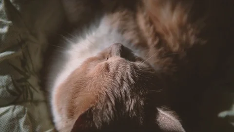 The cat is looking at the camera. Stock Footage 122498912