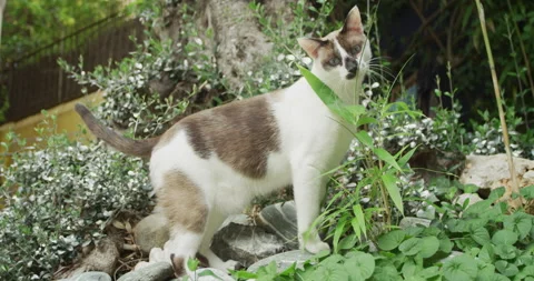 Cat looking into camera Stock Footage 143095059