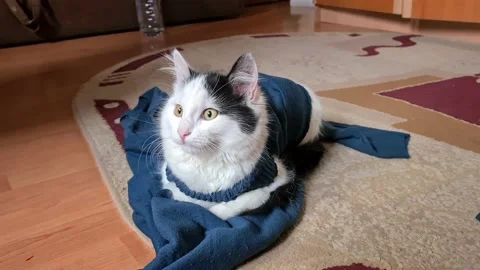 Cat looking into the camera Stock Footage 149179323