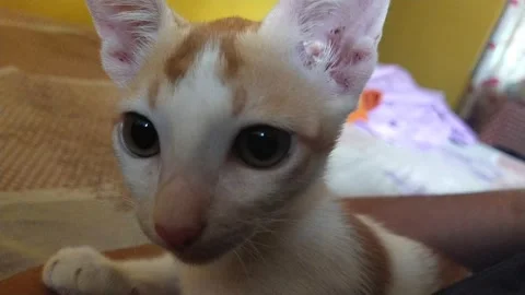 Cat looking at camera Video stock 153489427