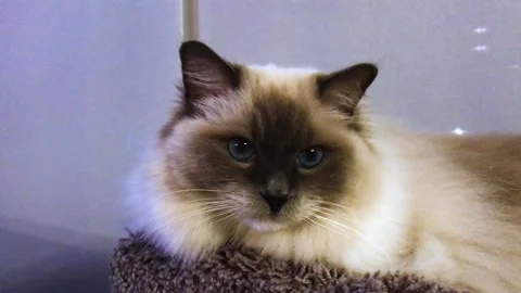 A cat that is looking at the camera Stock Footage 155357303