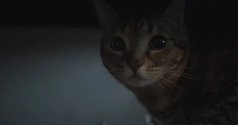 A cat that is looking at the camera Stock Footage 155358077