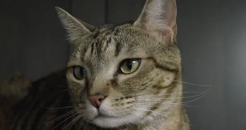 A cat that is looking at the camera Stock Footage 155404324