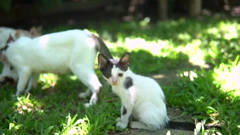 Cat Looking at the Camera Stock Footage 159868194
