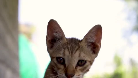 Cat looking into the camera Stock Footage 254454280
