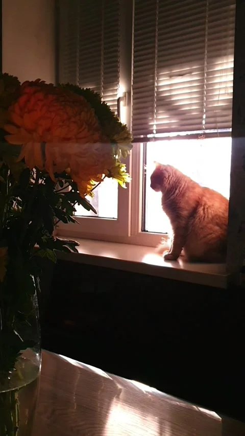 Cat Looking at Camera Stock Footage 296076126