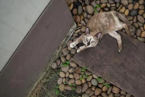 Cat looking to camera with high angle camera Stock Photos