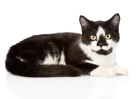 Cat looking at camera. isolated on white background Foto stock