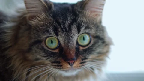 Cat looking into the camera lens close-up 動画素材 168983590