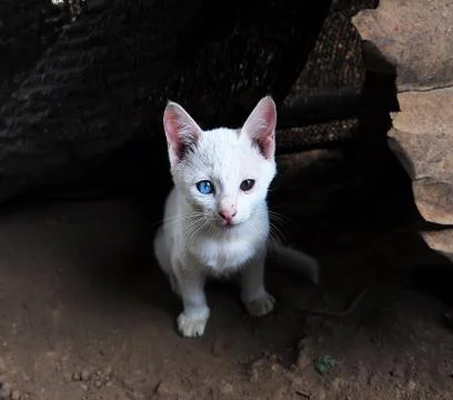 Cat looking at camera Foto stock