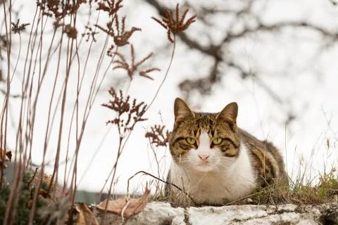 Cat looking the camera Stock Photos