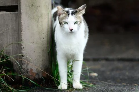 Cat looking at camera Stock Photos