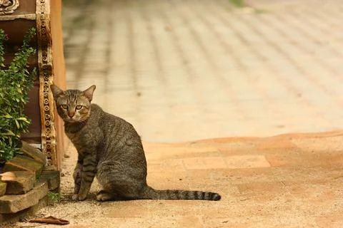 A cat looking to camera Foto stock