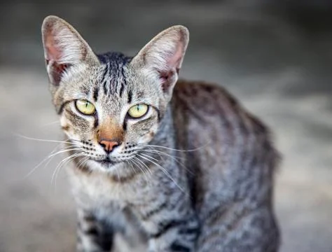 Cat looking at camera Stock Photos