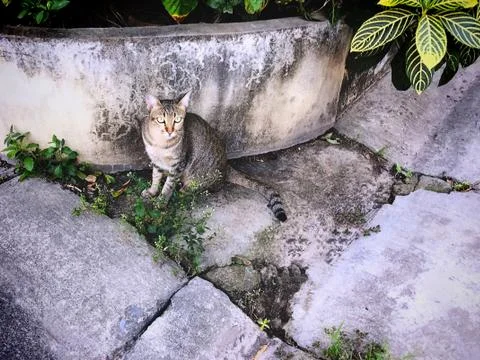 A Cat Looking At Camera Stock Photos