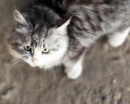 Cat looking at camera Stock Photos